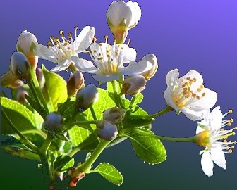 Almost Spring.!